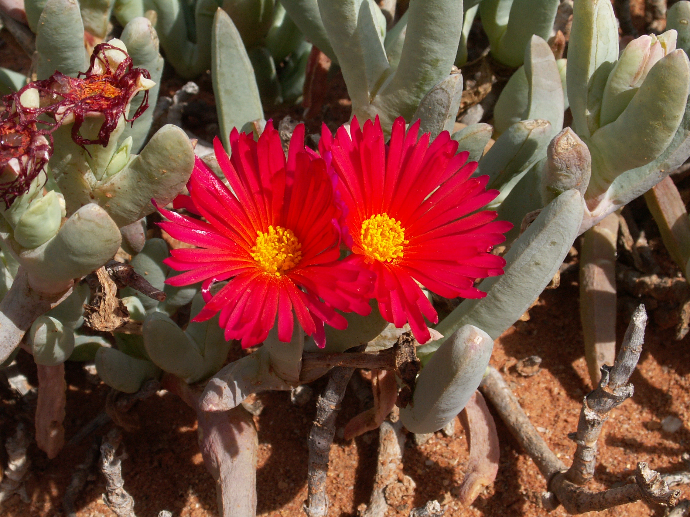Cephalophyllum alstonii