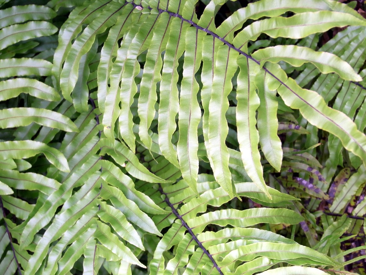 Blechnum minus