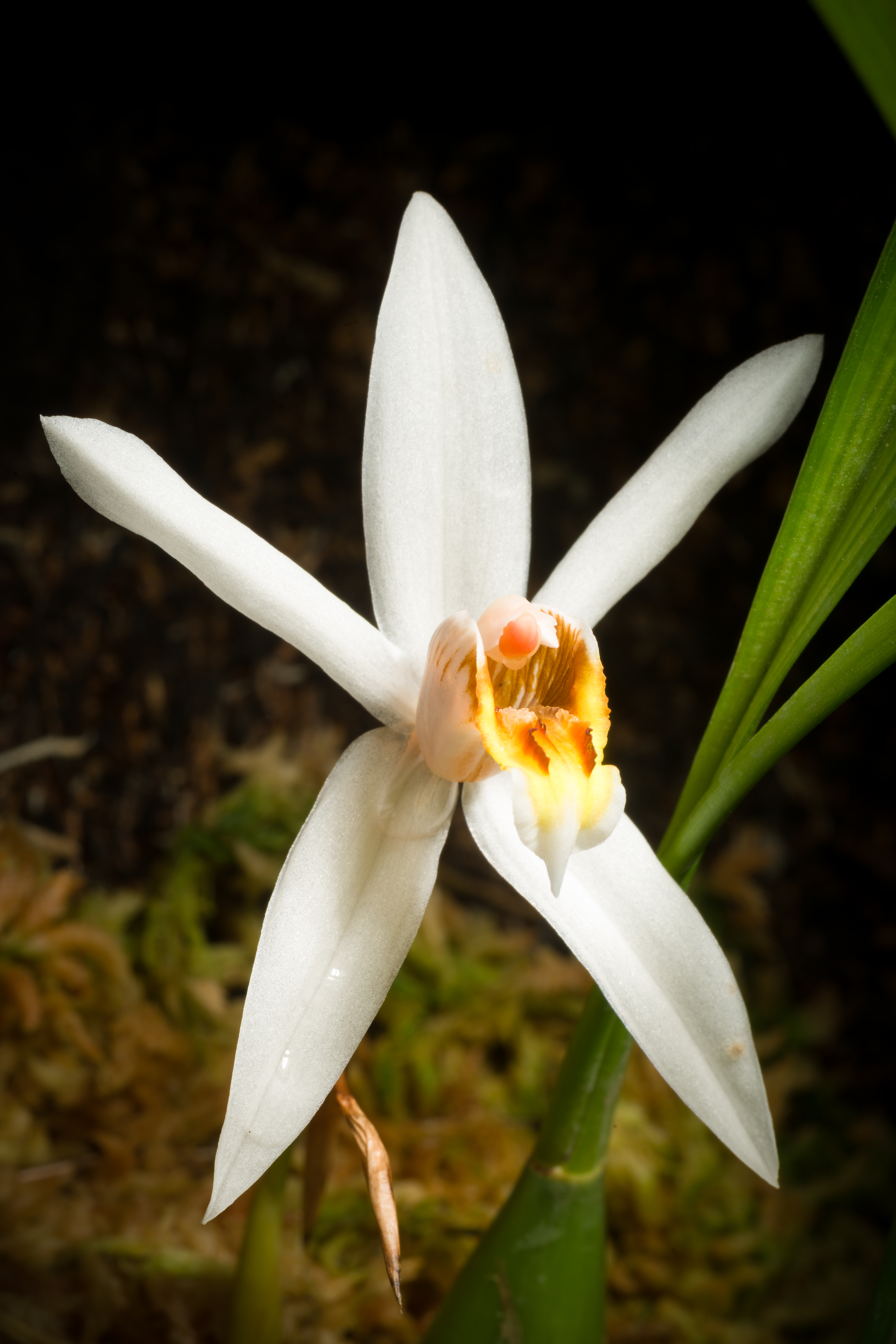 Coelogyne viscosa