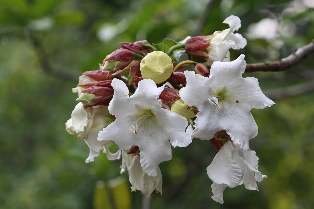 Beaumontia grandiflora