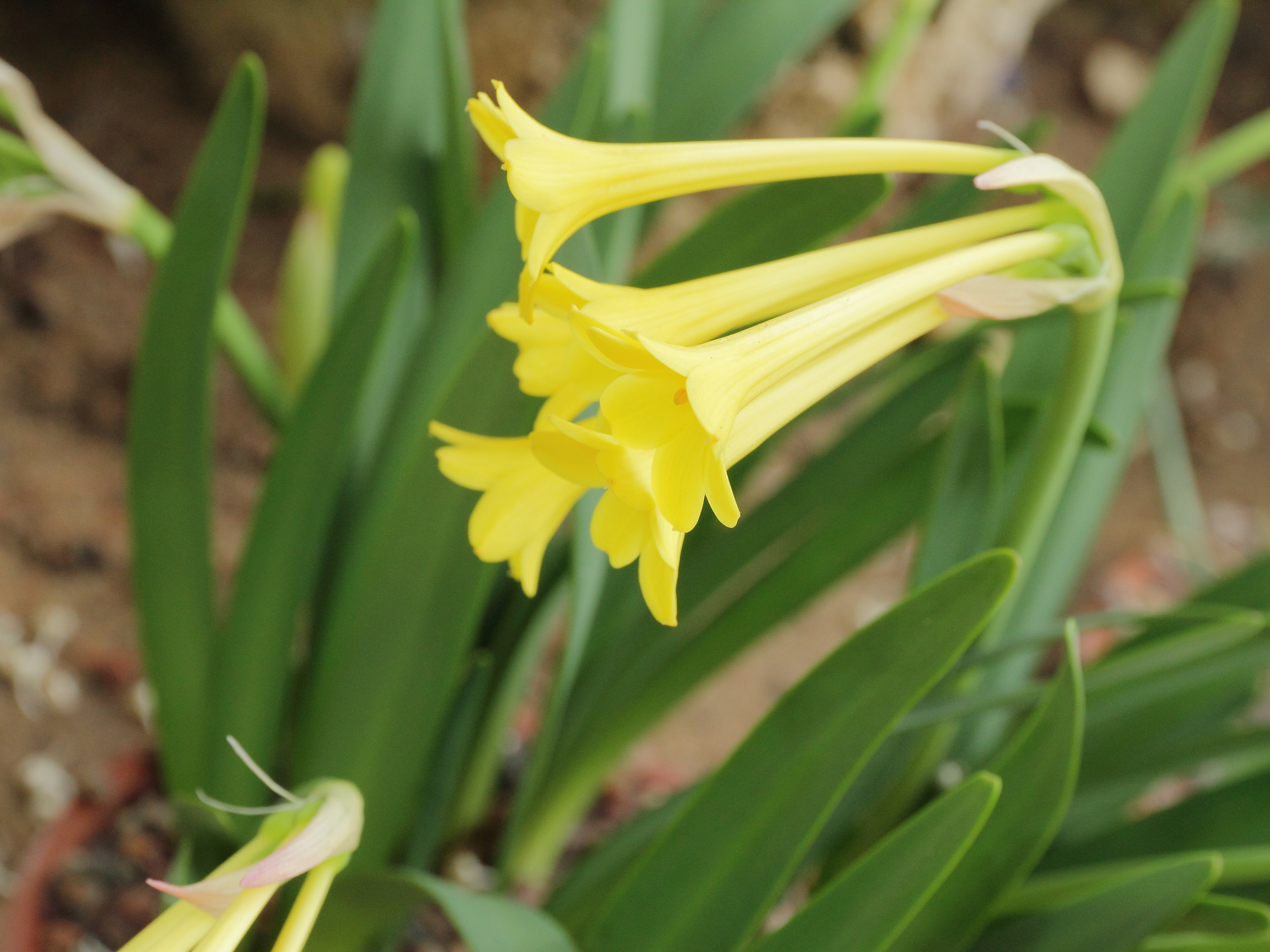 Cyrtanthus flanaganii