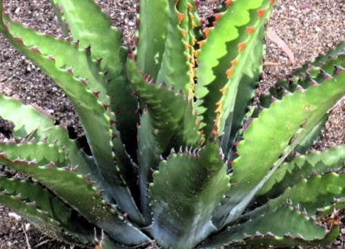 Agave gentryi