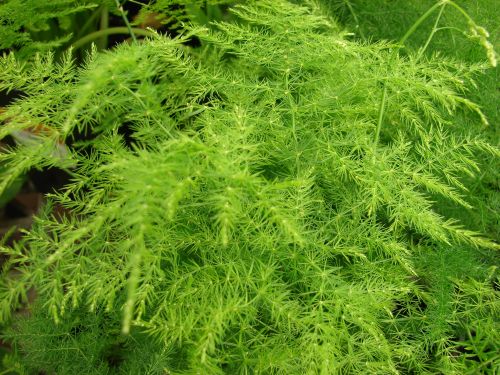 Asparagus setaceus