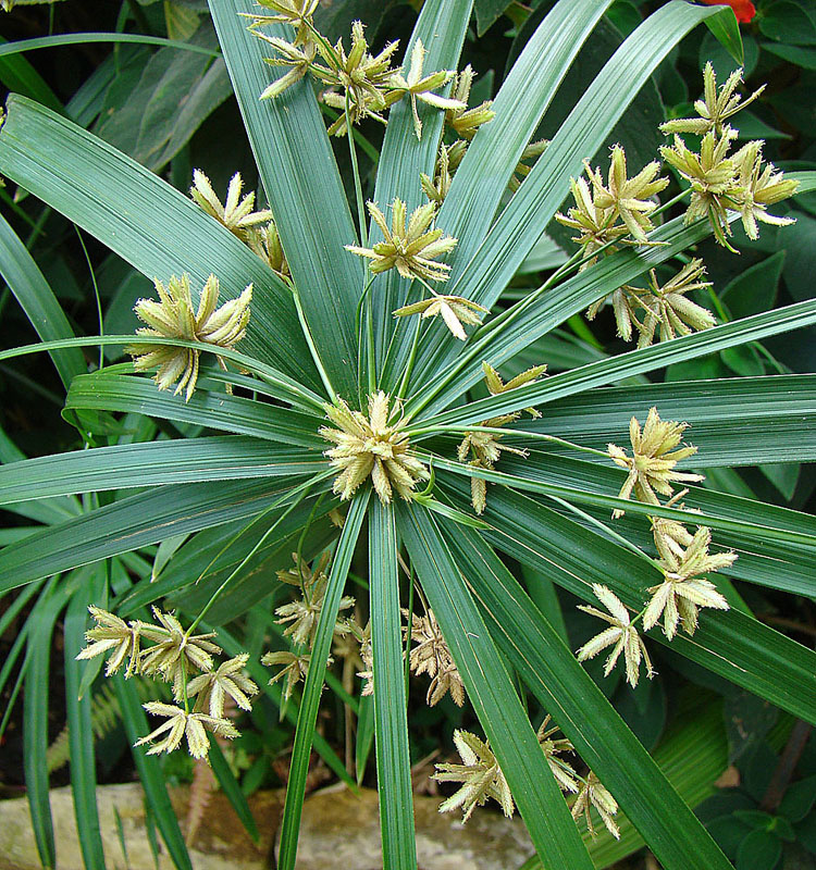 Cyperus alternifolius Umbrella Plant