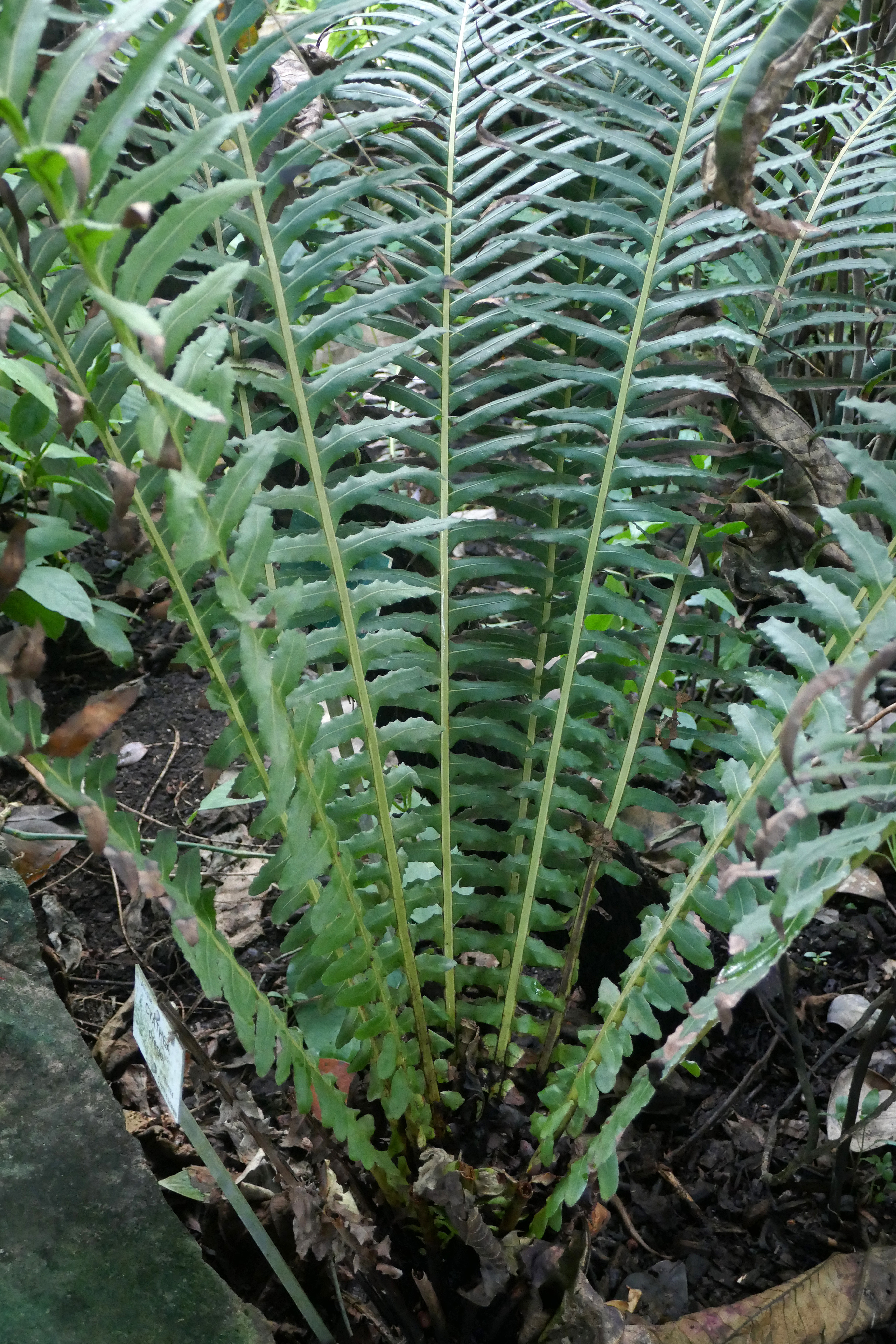 Cyathea dregei