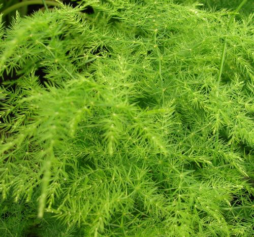 Asparagus plumosus
