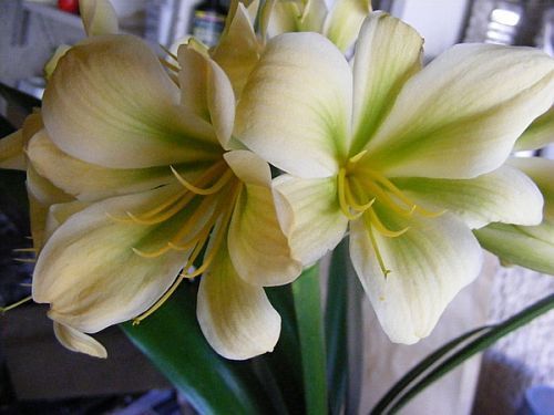 Clivia miniata Bill Morris Yellow Green Centre