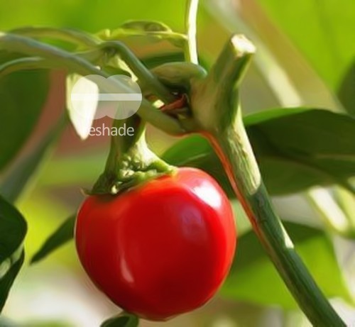 Baby Pepper Chili