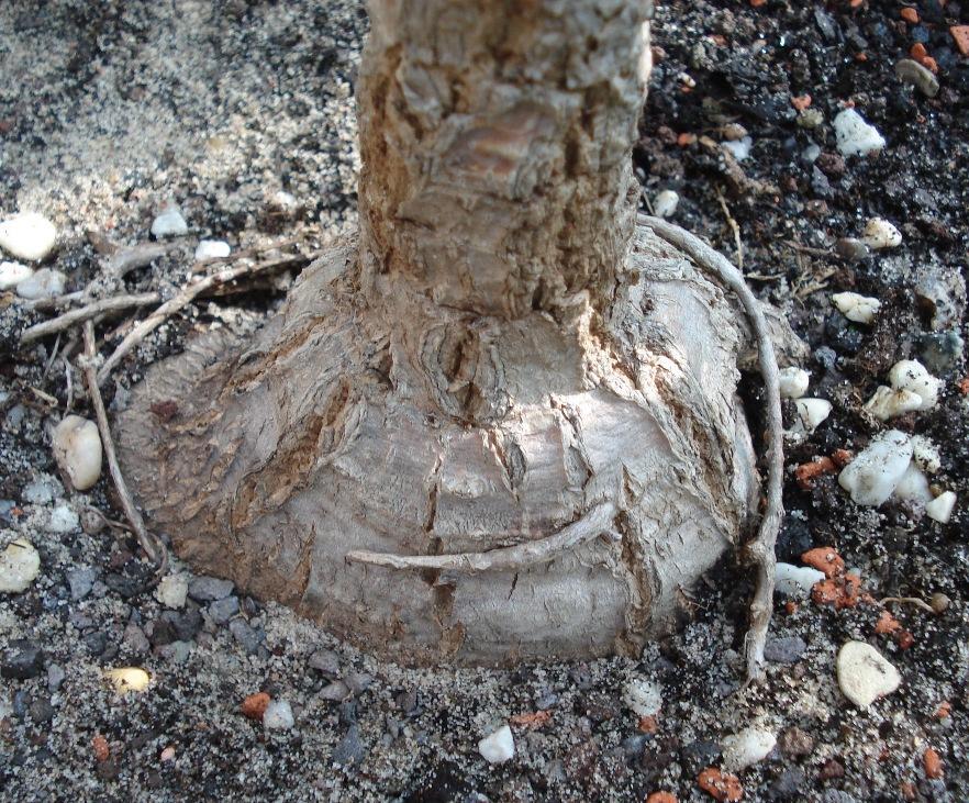 Cussonia paniculata