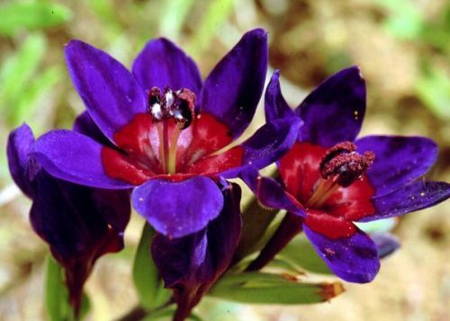 Babiana rubrocyanea