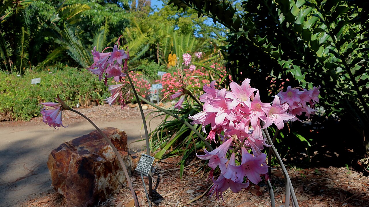 Amaryllis belladonna