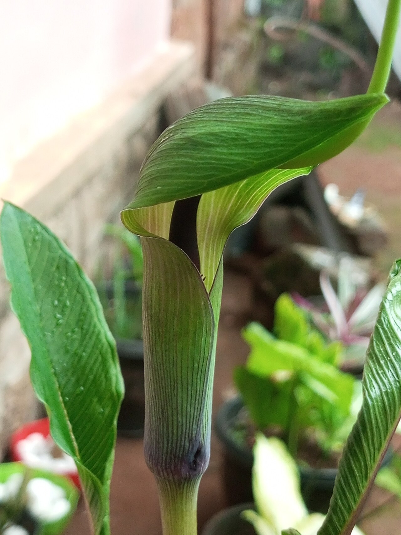 Arisaema tortuosum
