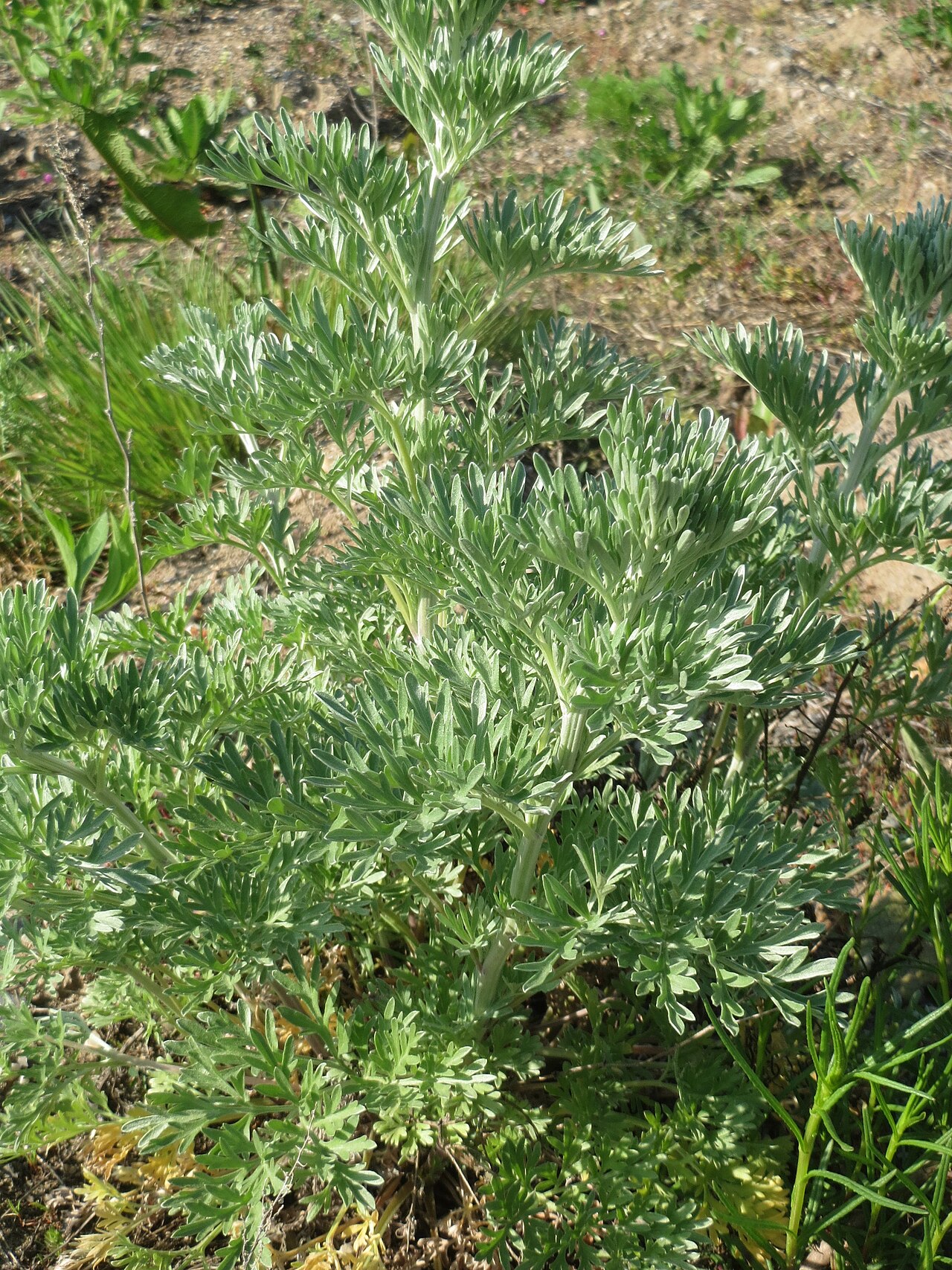 Artemisia absinthium