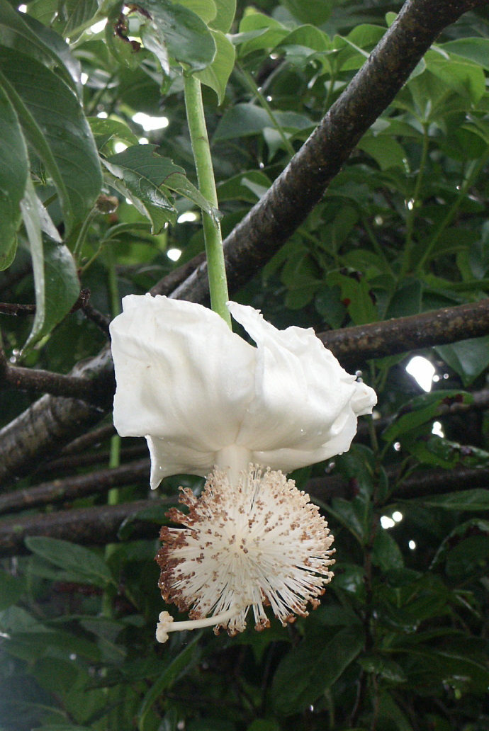 Adansonia digitata