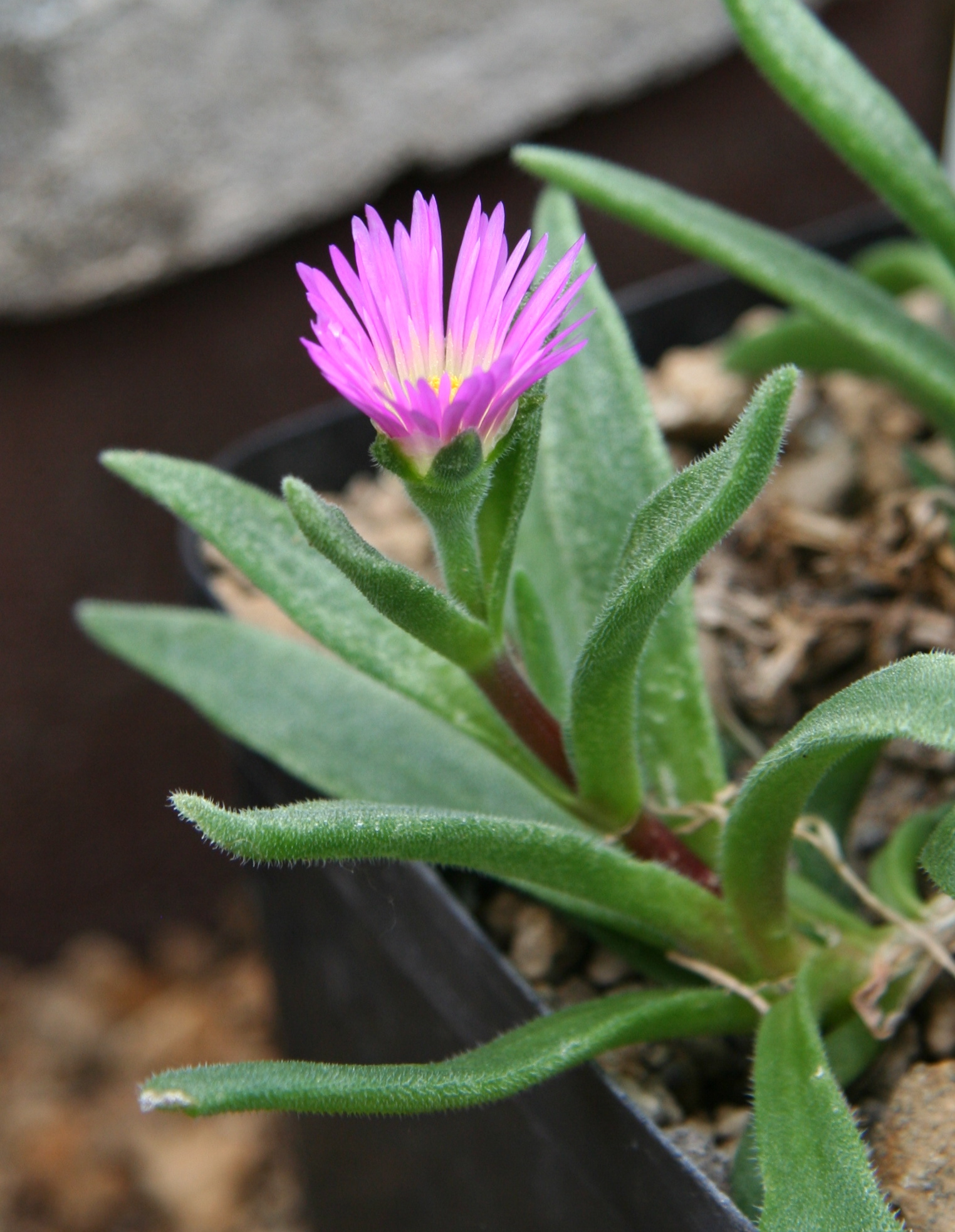 Delosperma ashtonii