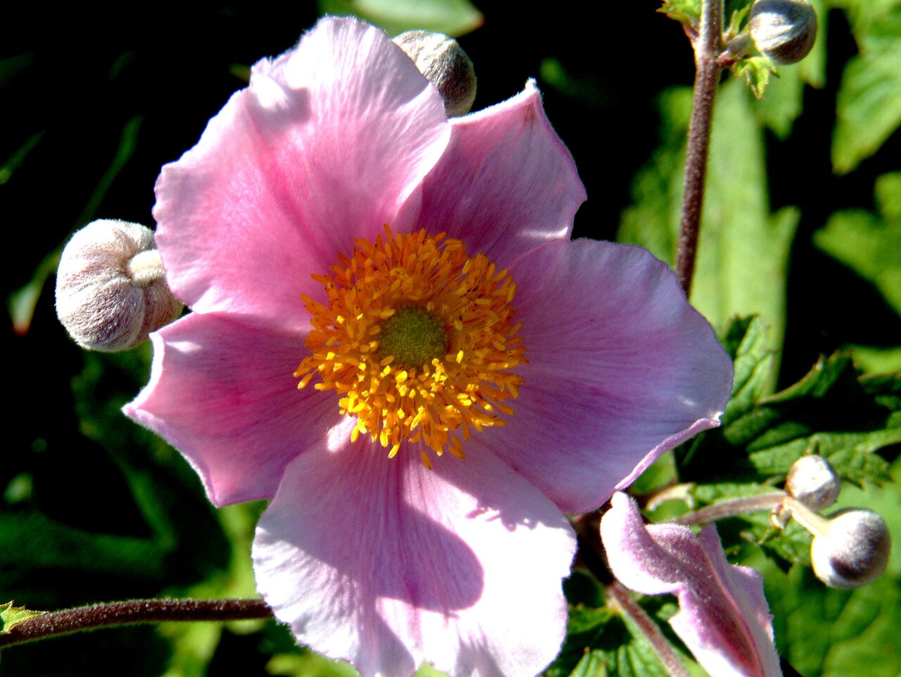 Anemone tomentosa