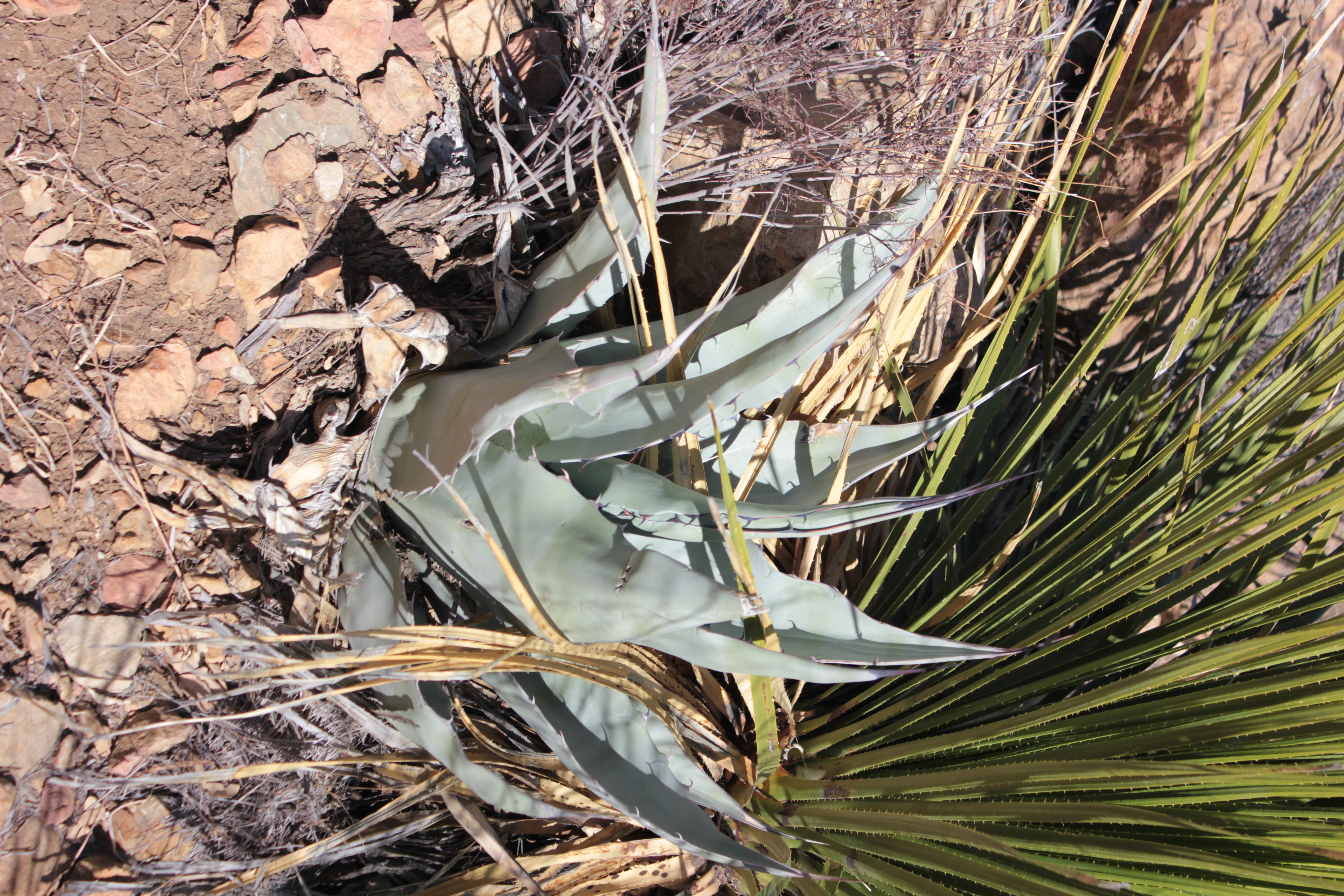 Agave havardiana