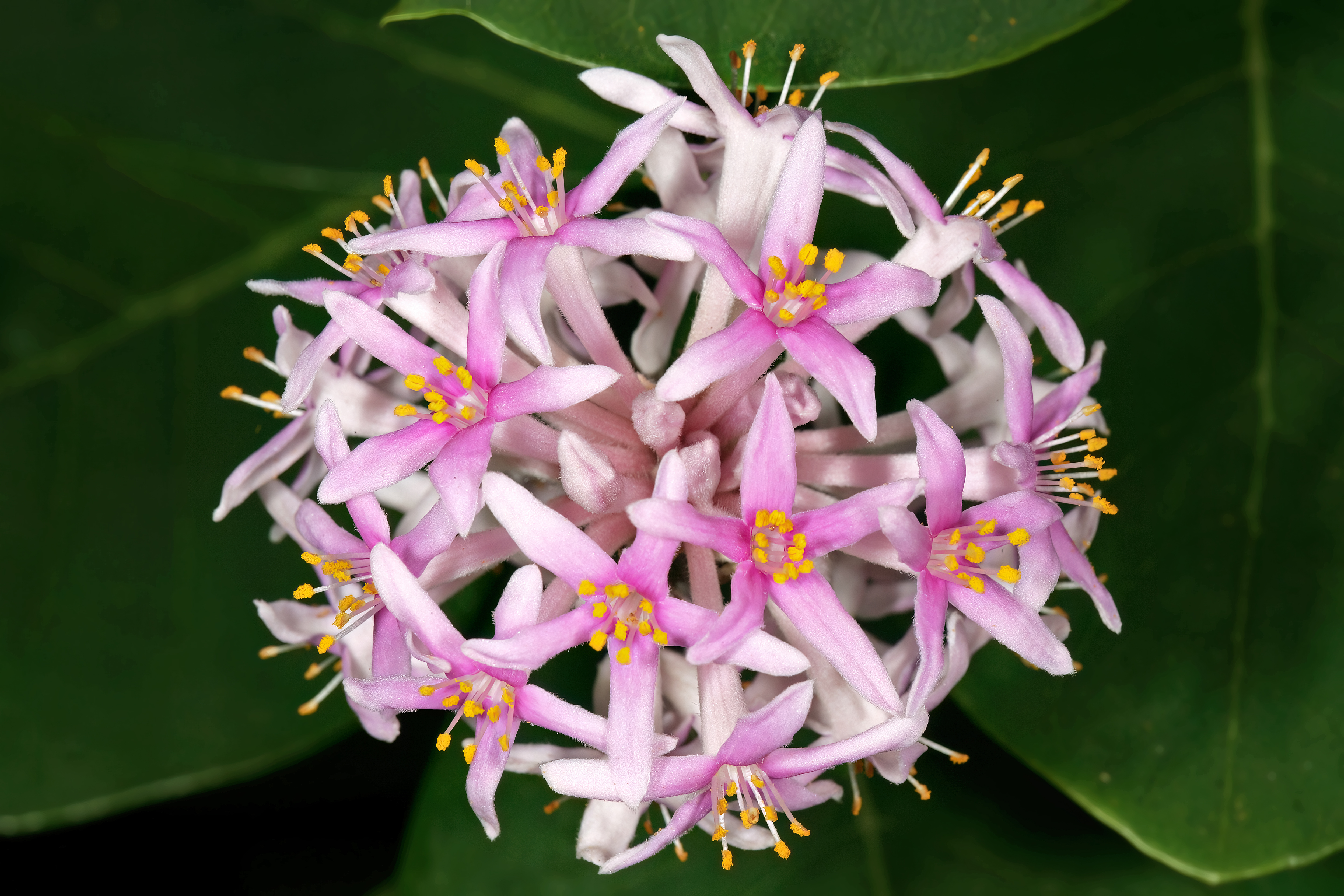 Dais cotinifolia