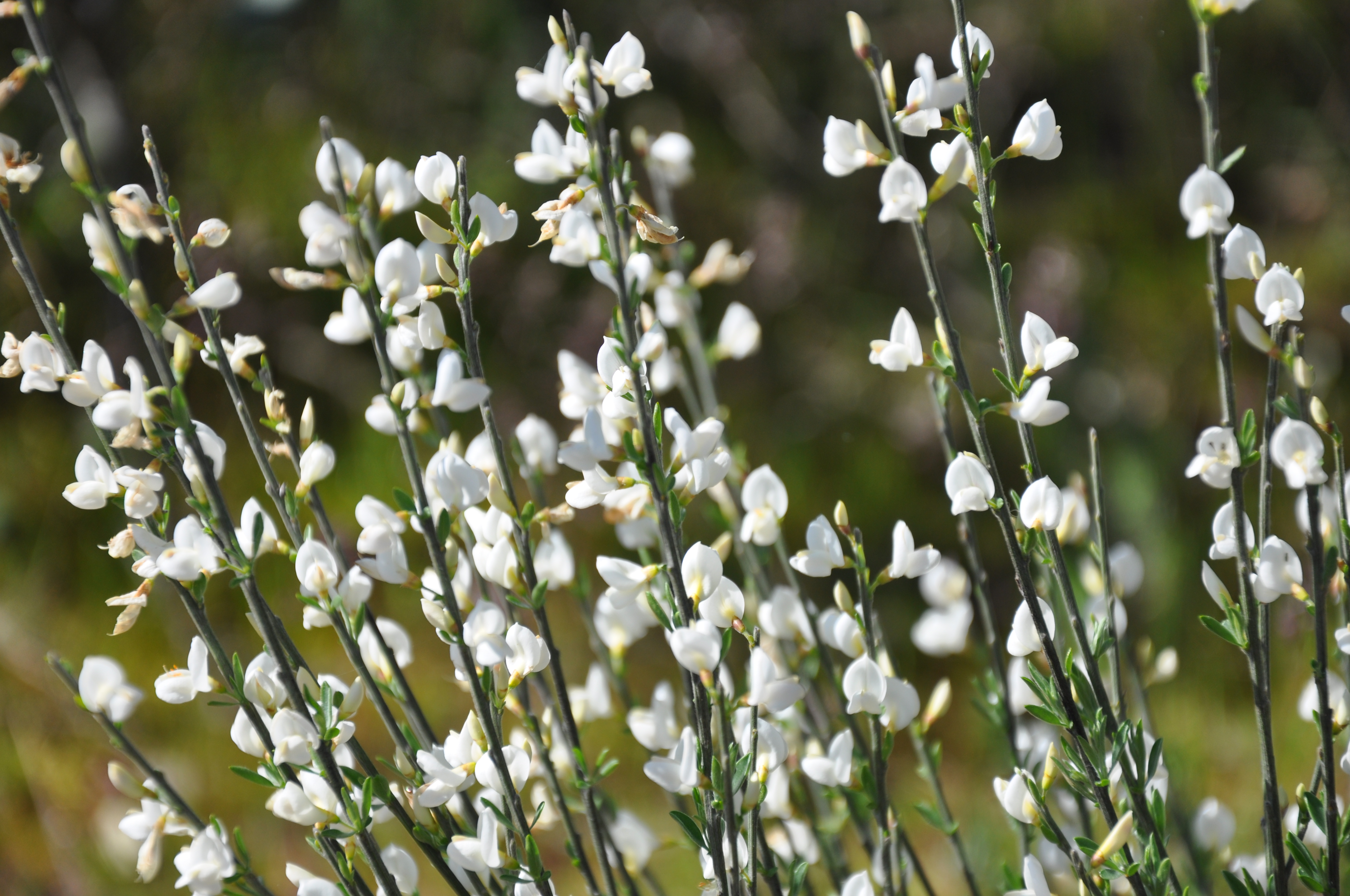 Cytisus multiflorus