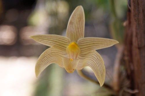 Bulbophyllum siamensis