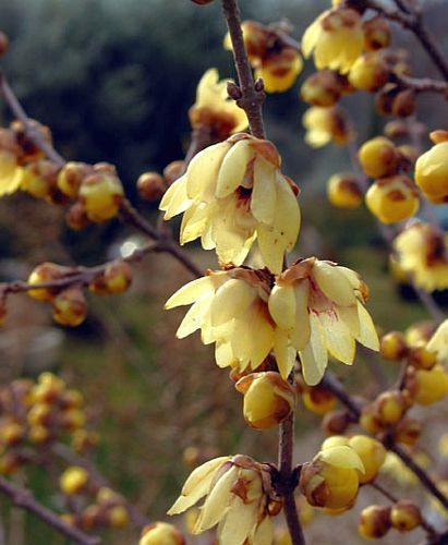 Chimonanthus praecox
