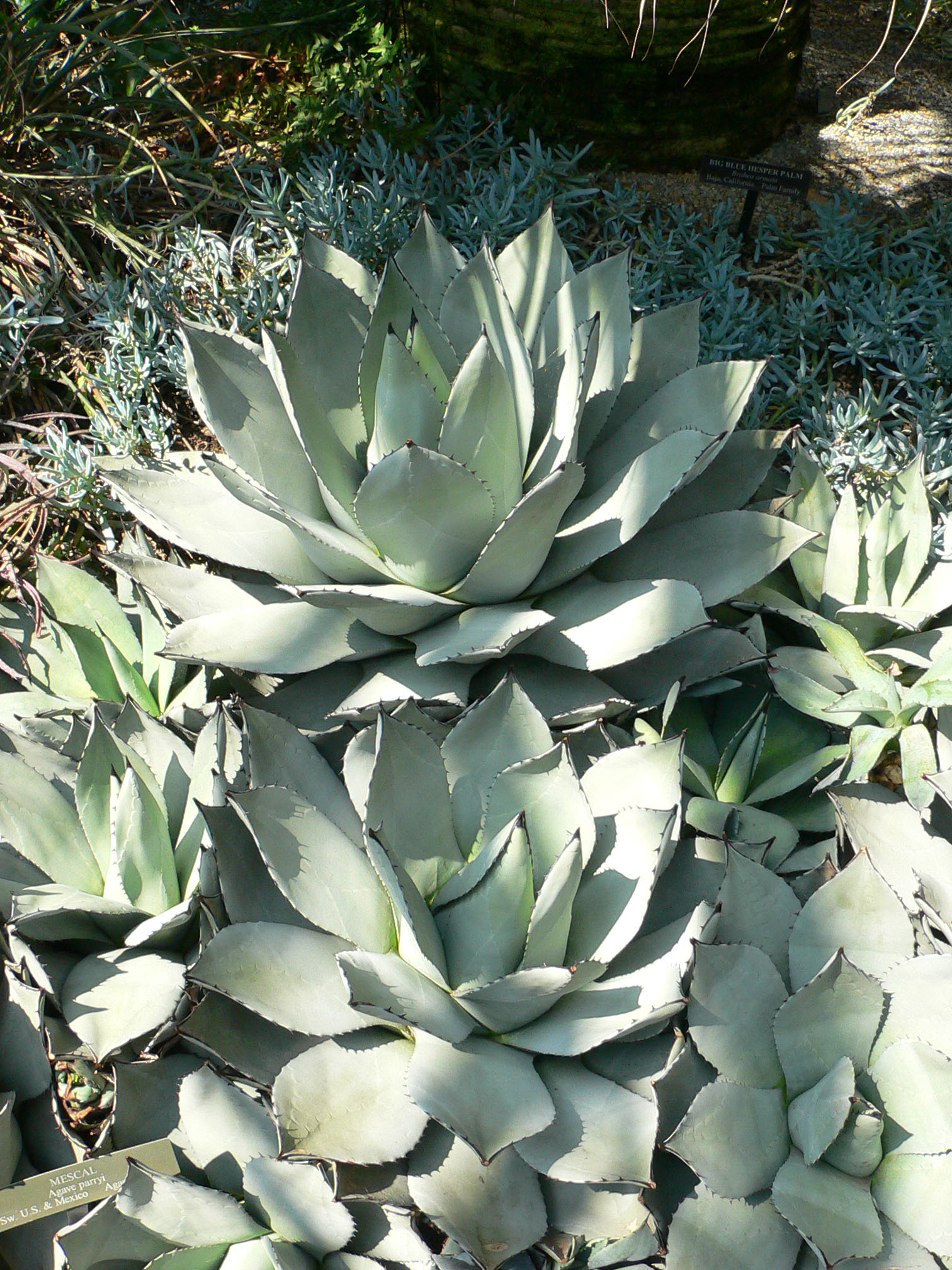 Agave parryi subsp. parryi
