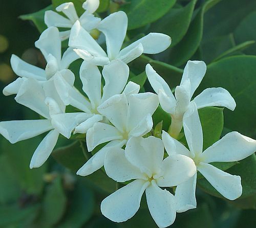 Carissa macrocarpa