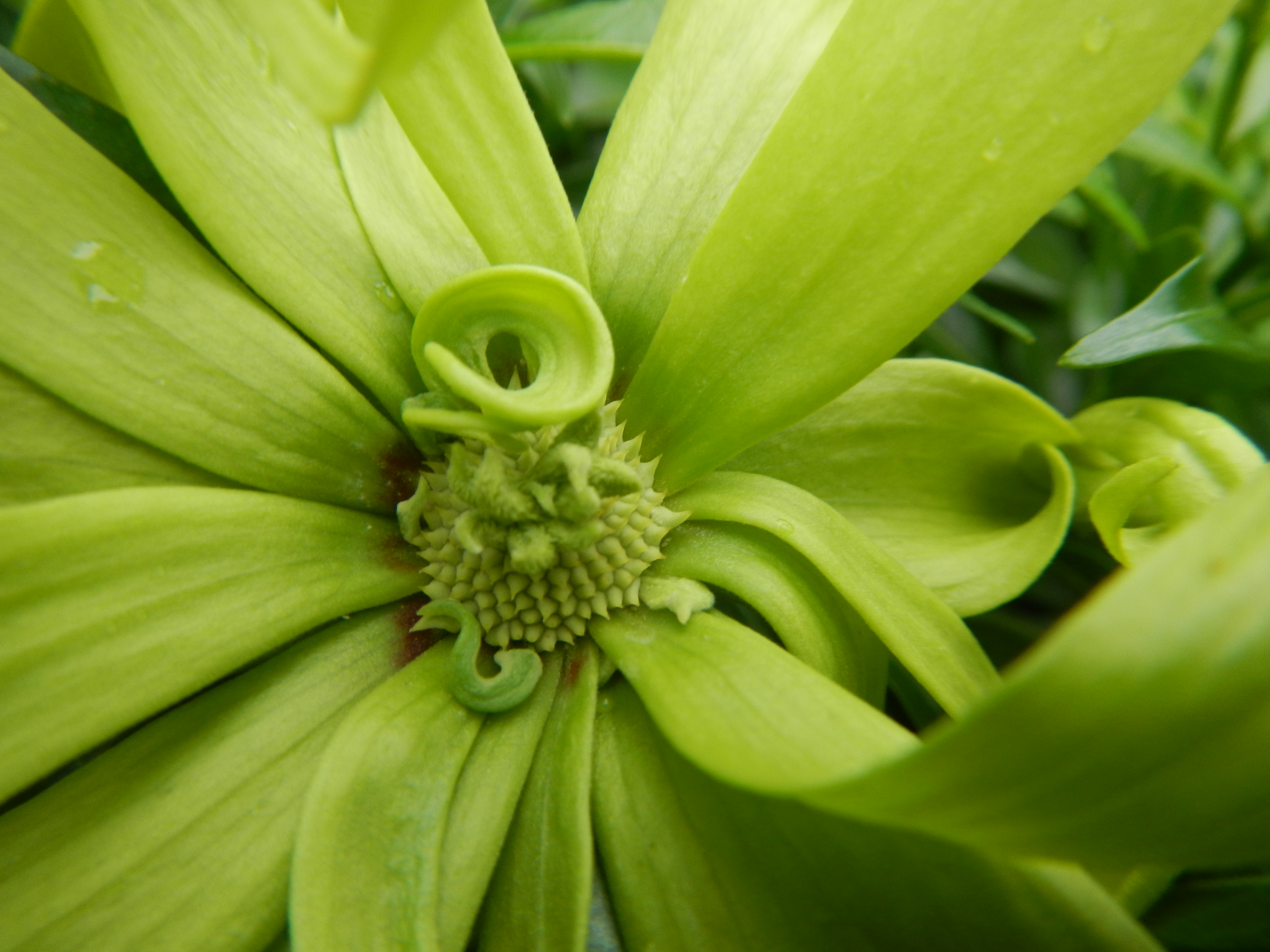 Cananga odorata