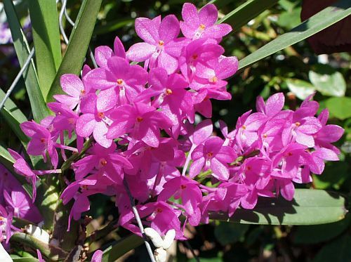 Ascocentrum mpullaceum