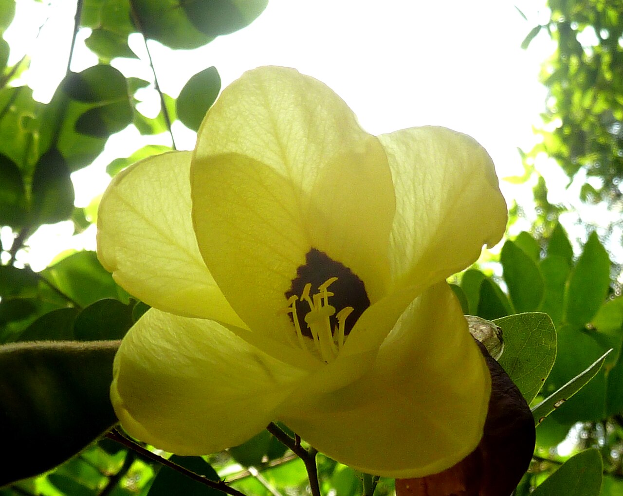 Bauhinia tomentosa