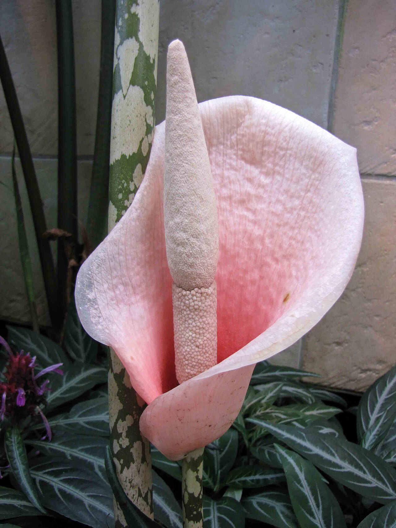 Amorphophallus bulbifer