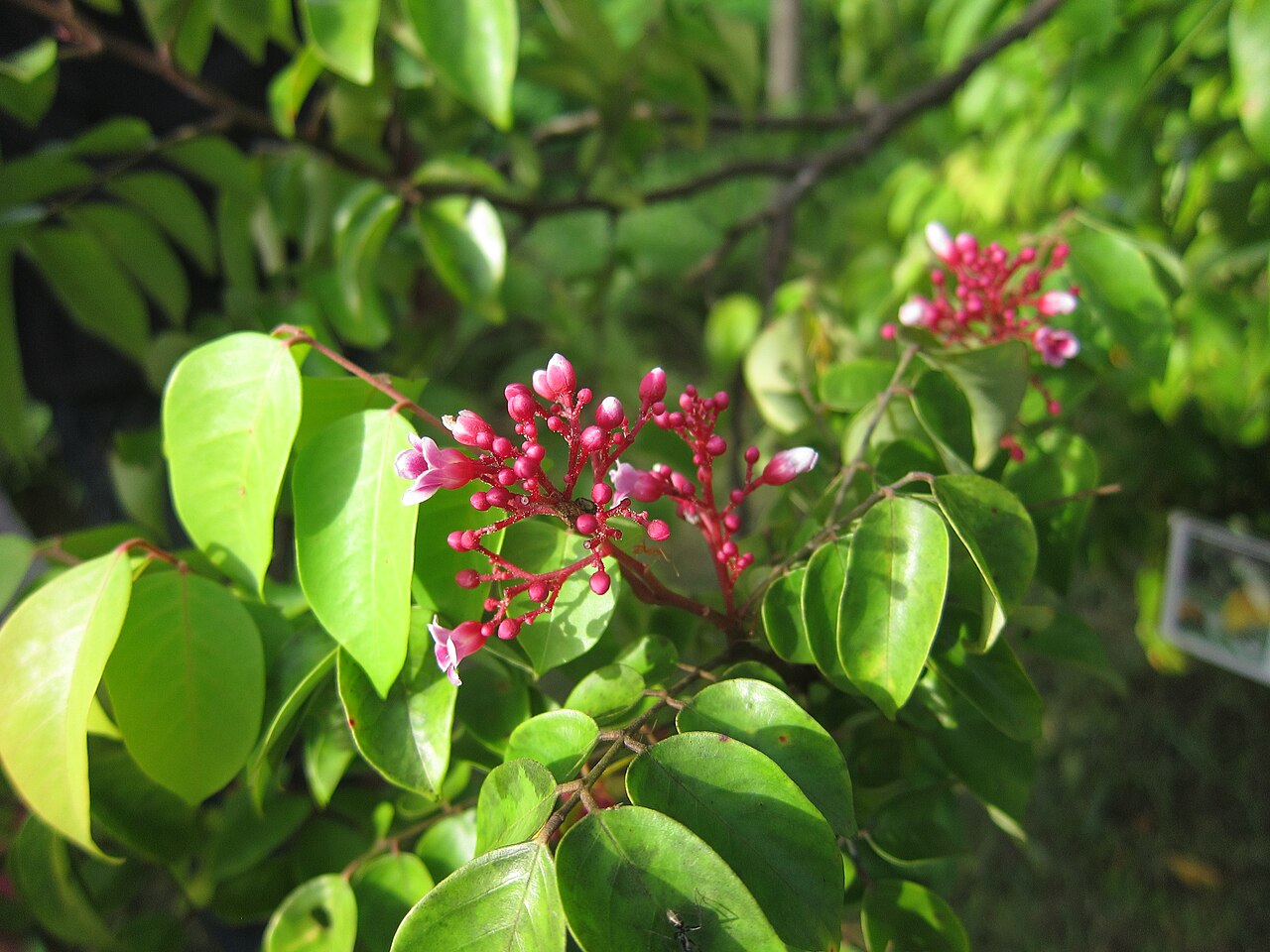 Averrhoa carambola