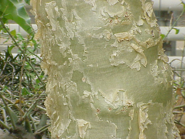 Cyphostemma currori