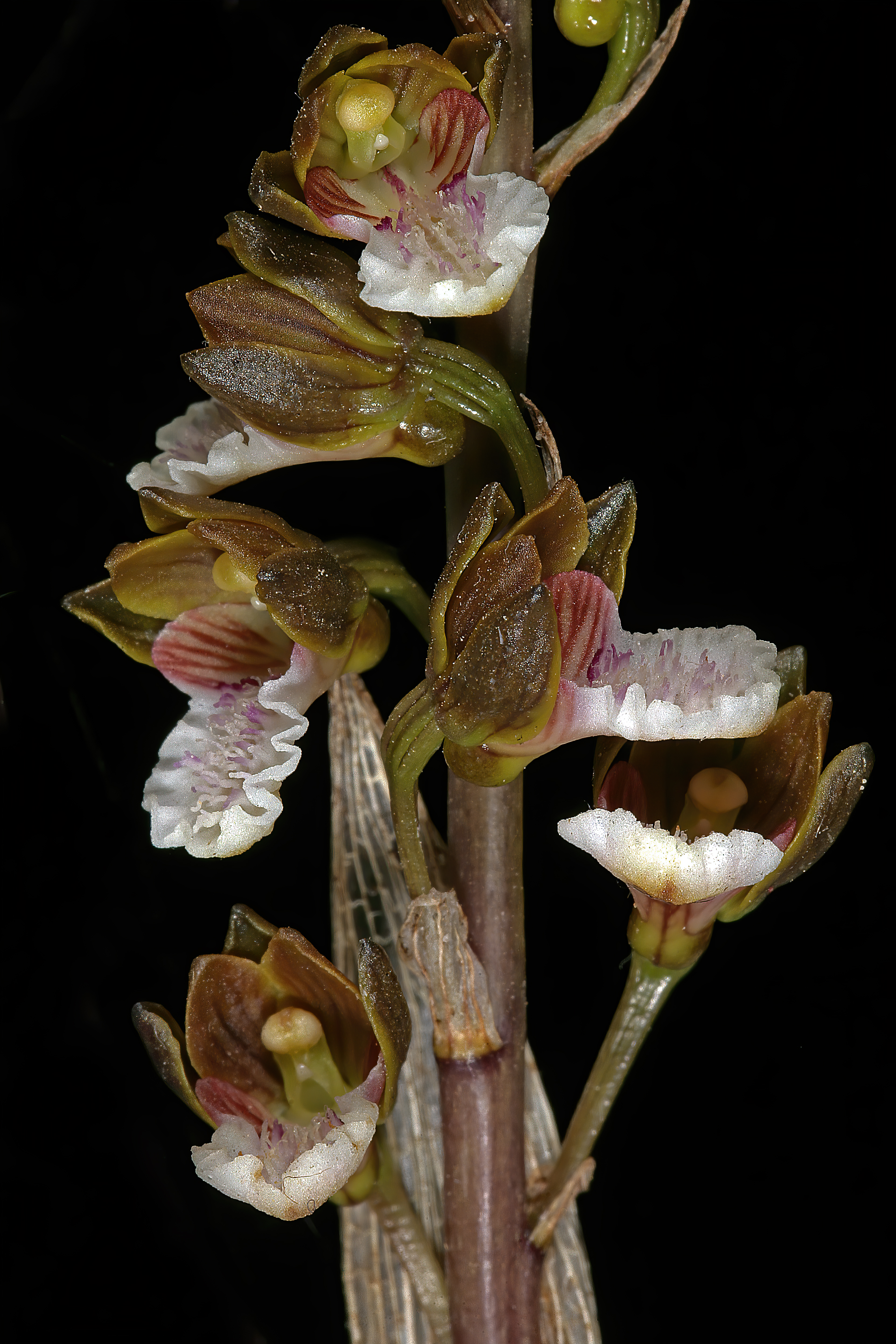 Acrolophia micrantha