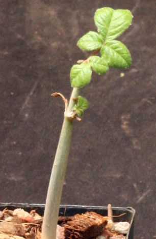 Commiphora edulis ssp holosericea