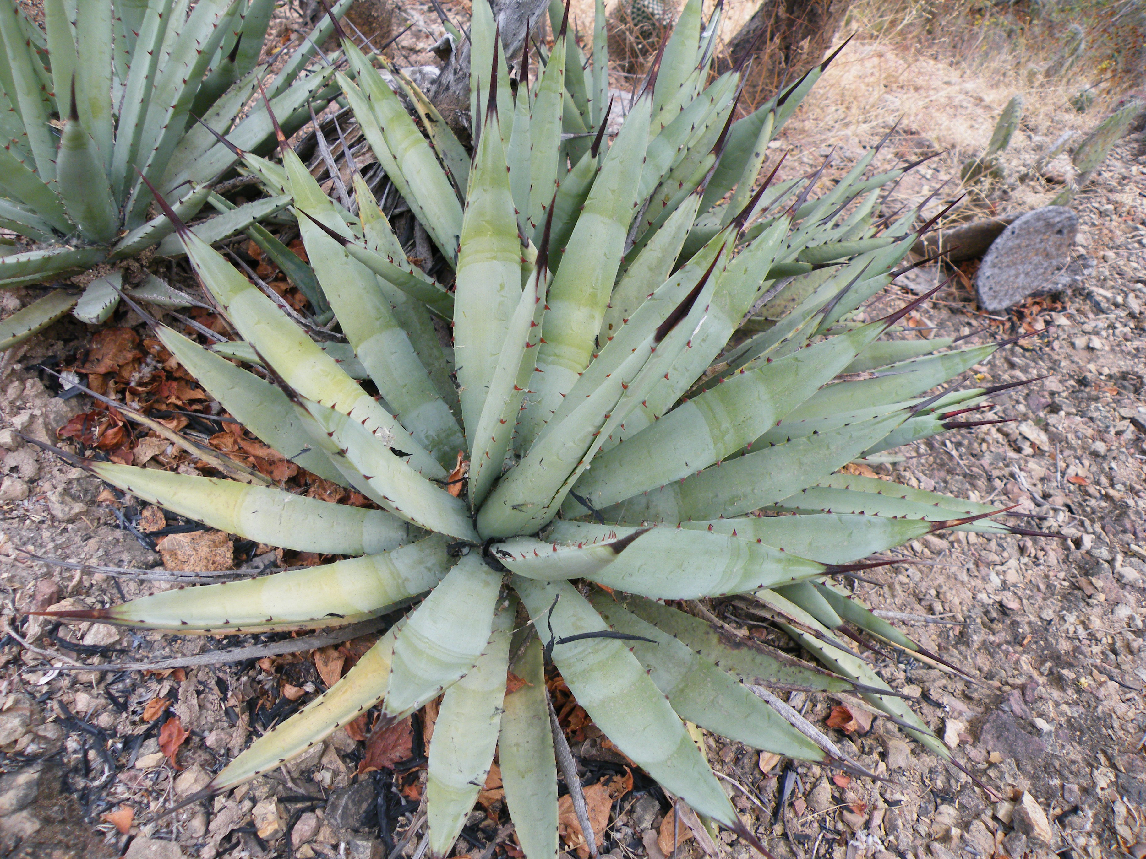 Agave macroacantha