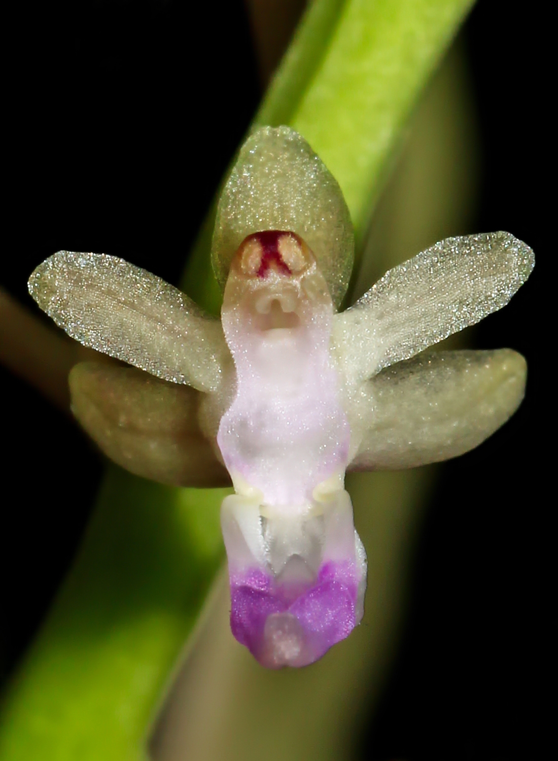Cleisostoma arietinum