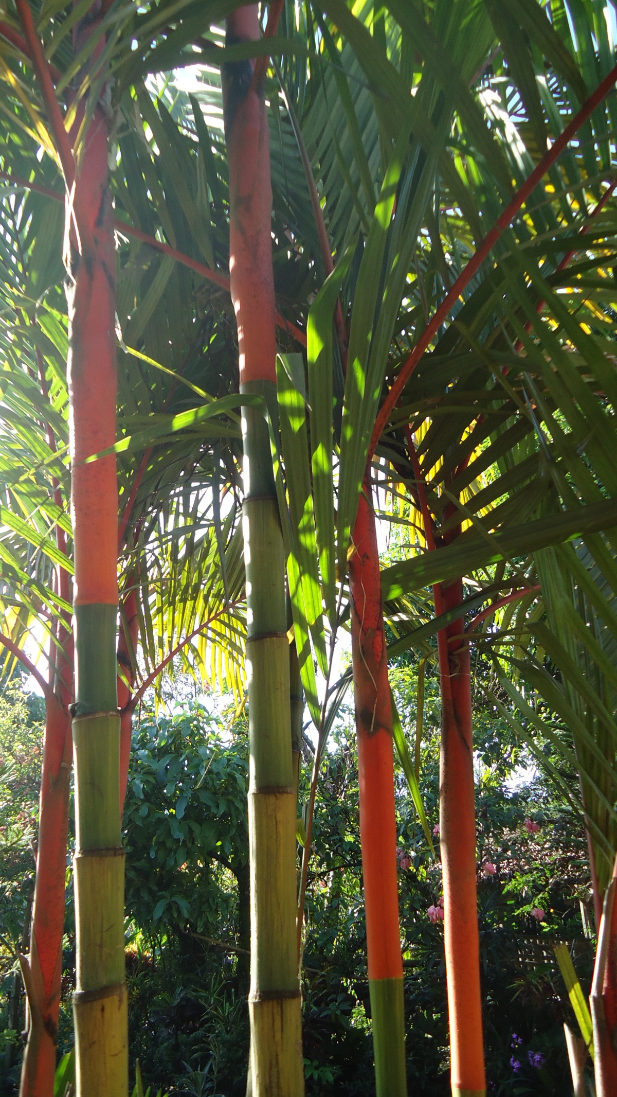 Cyrtostachys renda