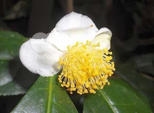 Camellia sinensis