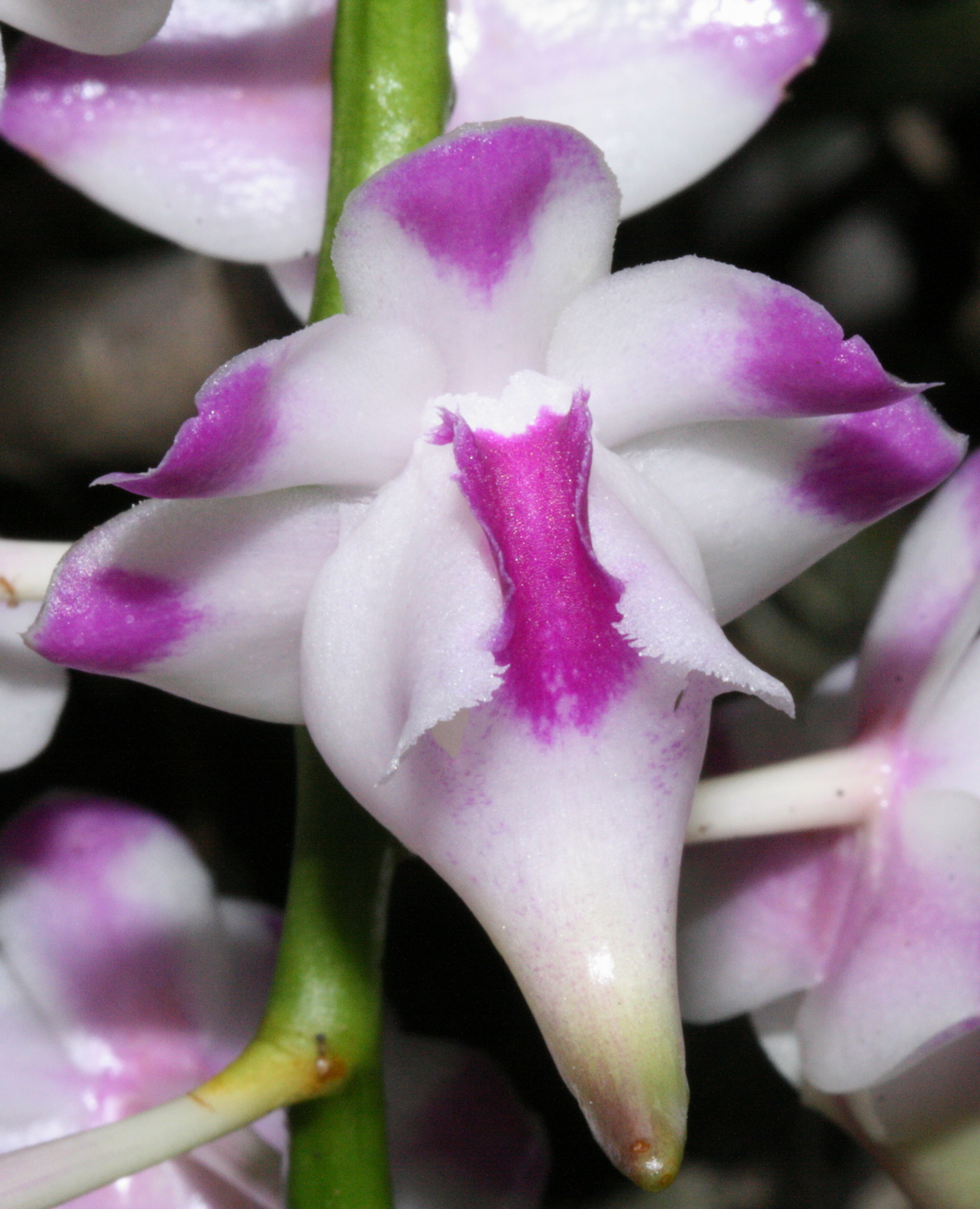 Aerides lawrenceae
