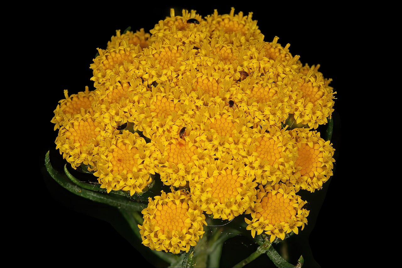 Athanasia crithmifolia