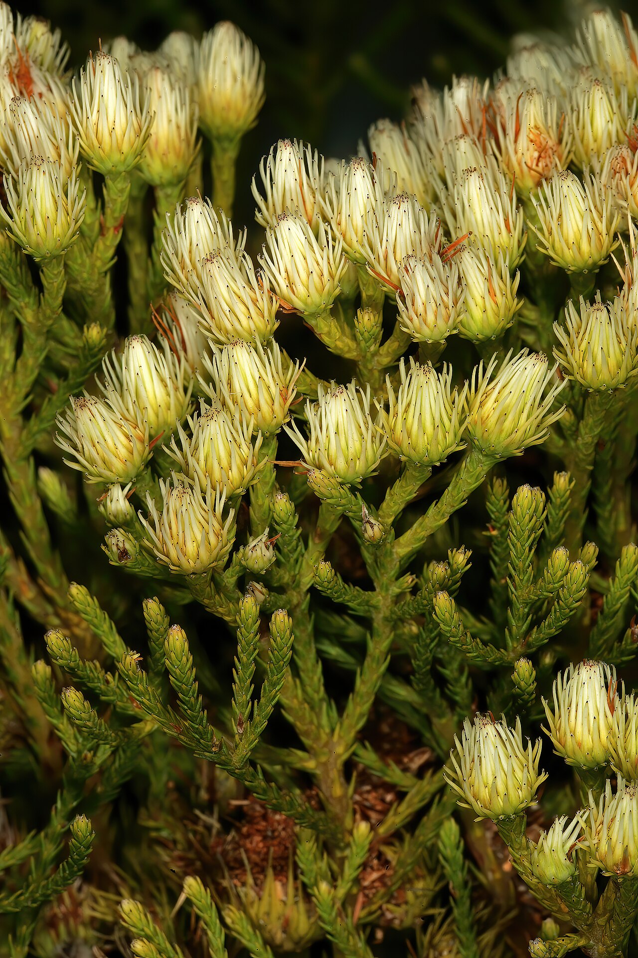 Brunia paleacea