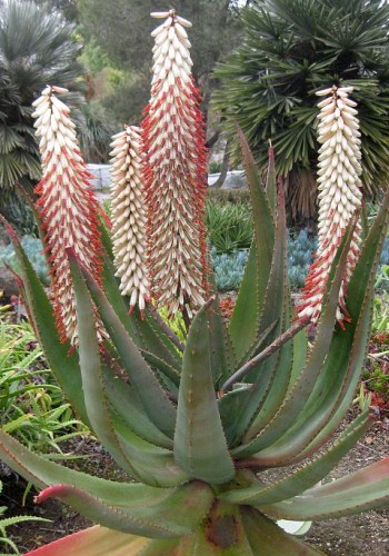 Aloe ferox white