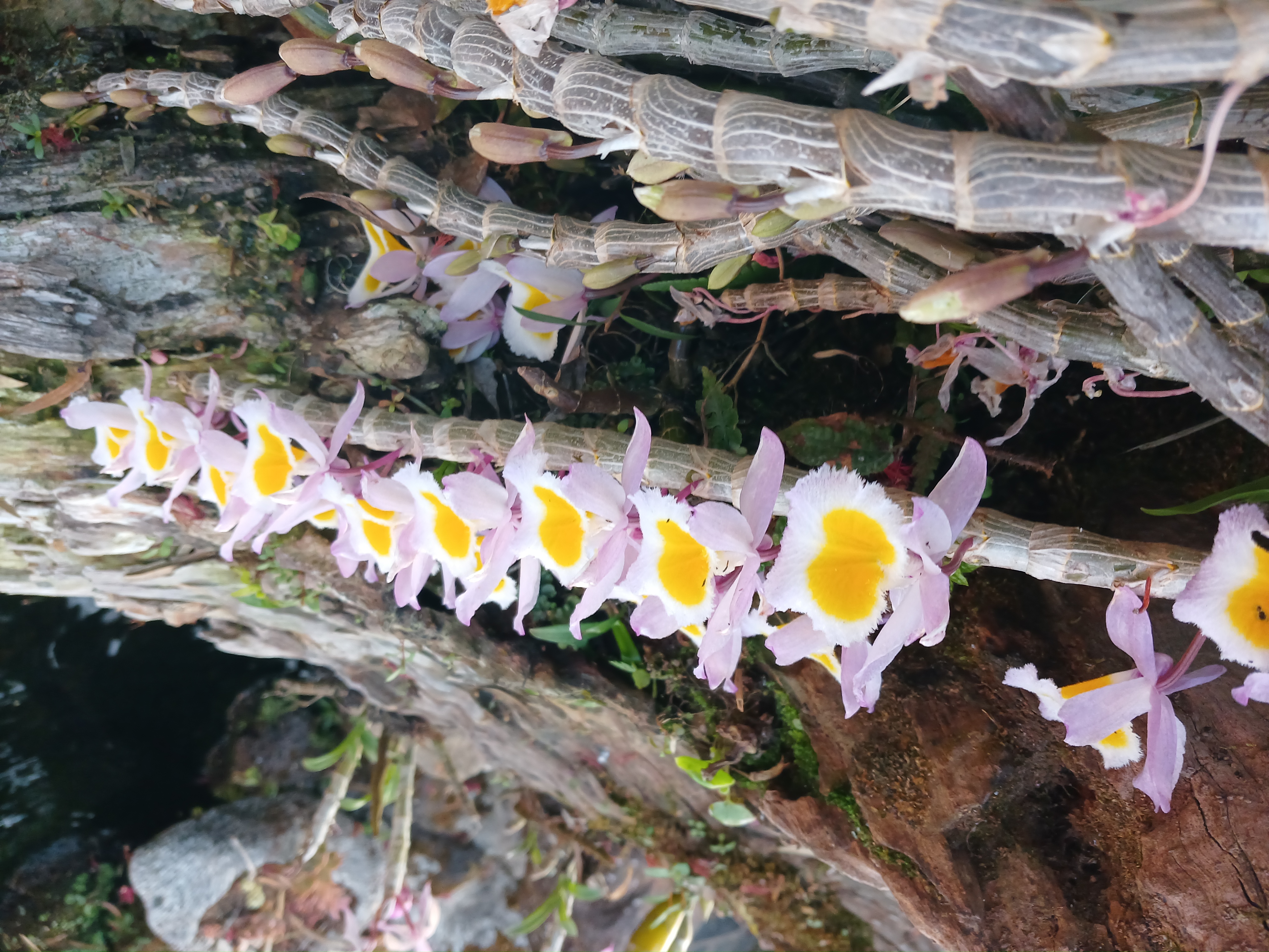Dendrobium gratiosissimum