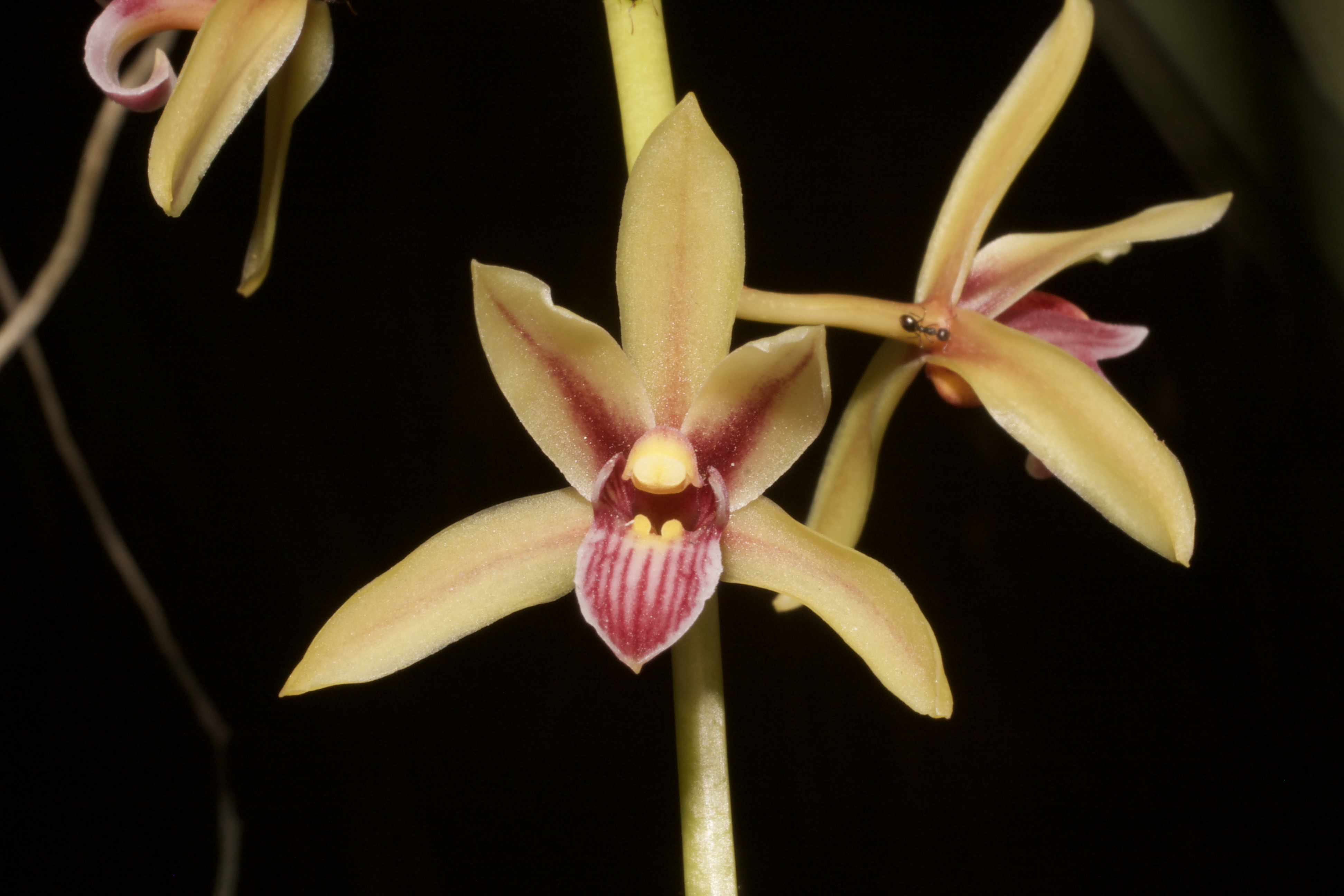 Cymbidium bicolor