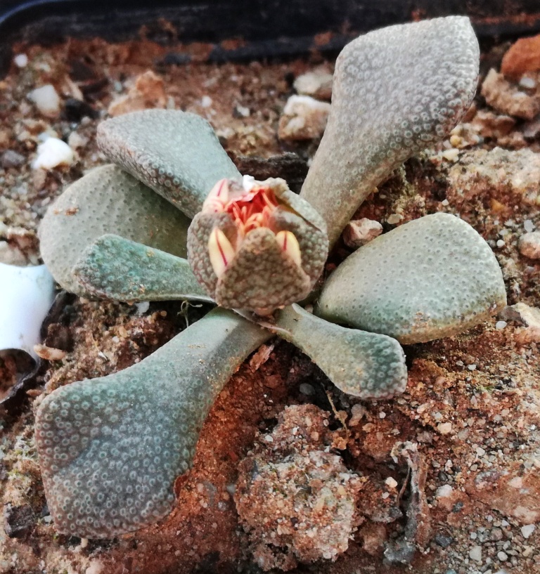 Aloinopsis rosulata
