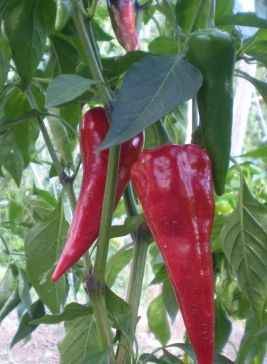 Chili Cyklon