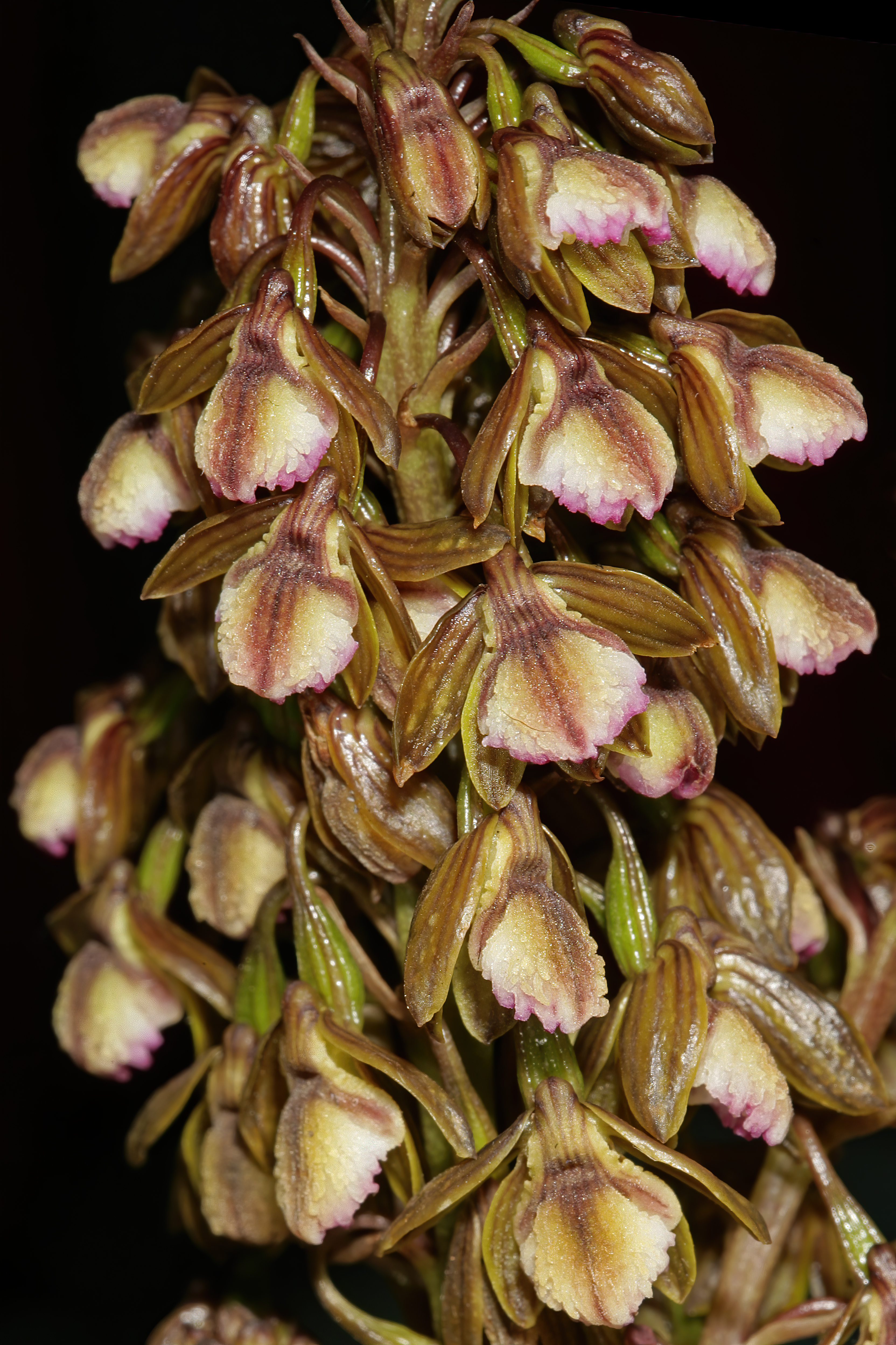 Acrolophia cochlearis