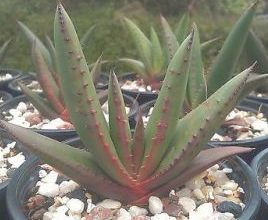 Aloe microstigma