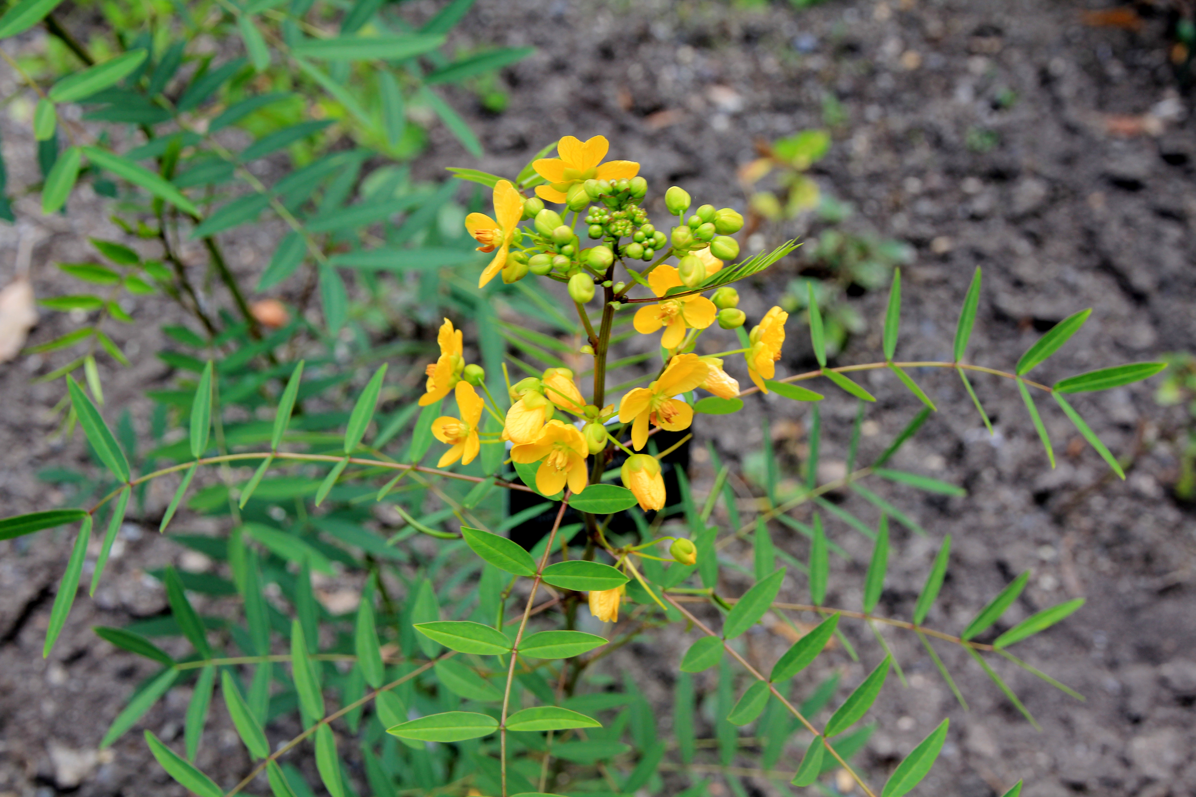 Cassia angustifolia